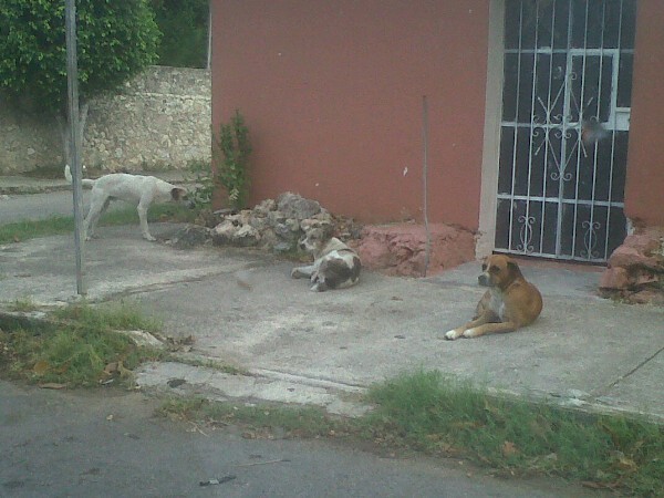 Exhortan a la sociedad a vacunar a sus mascotas contra la rabia. Exhortan a la sociedad a vacunar a sus mascotas contra la rabia.
