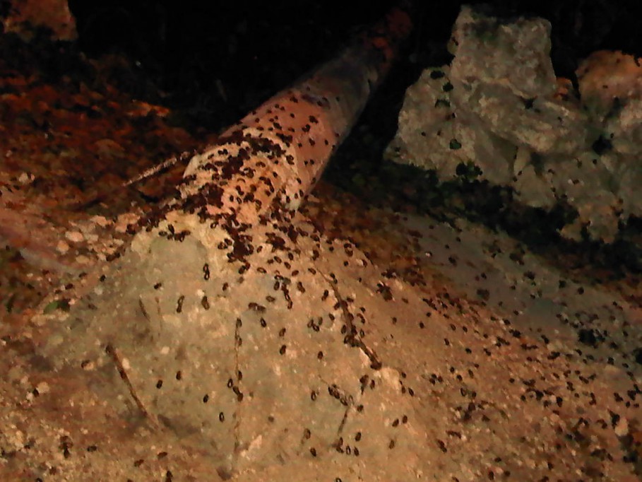 Cuclines hacen de las suyas en ciudad caucel\r\n\r\n Cuclines hacen de las suyas en ciudad caucel\r\n\r\n