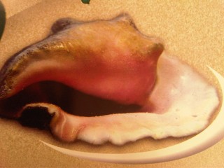 El Caracol rosado una especie en peligro de extinción que sigue siendo capturada El Caracol rosado una especie en peligro de extinción que sigue siendo capturada