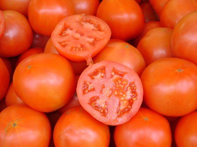 Las lluvias y los intermediarios, causantes del alza del tomate yucateco Las lluvias y los intermediarios, causantes del alza del tomate yucateco