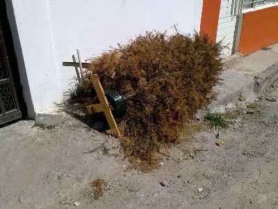 Se prepara el Ayuntamiento para el acopio de pinos navideños en nueve puntos Se prepara el Ayuntamiento para el acopio de pinos navideños en nueve puntos