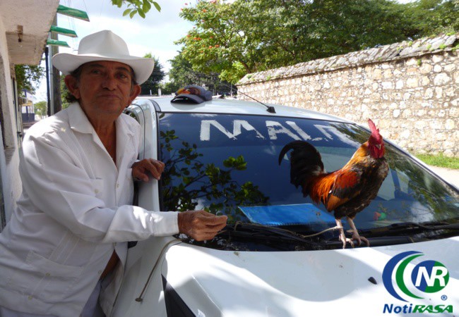 Vallisoletano sale a todas partes con un gallo en auto. Vallisoletano sale a todas partes con un gallo en auto.