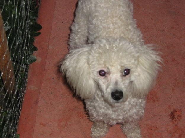 Pide ayuda para encontrar a su perrito que es bipolar Pide ayuda para encontrar a su perrito que es bipolar