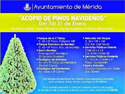 Más de 1,350 pinos navideños ha recolectado la Comuna Más de 1,350 pinos navideños ha recolectado la Comuna