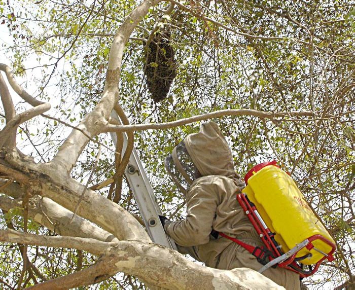 Abejas africanas atacan en Tizimín a un octagenario Abejas africanas atacan en Tizimín a un octagenario