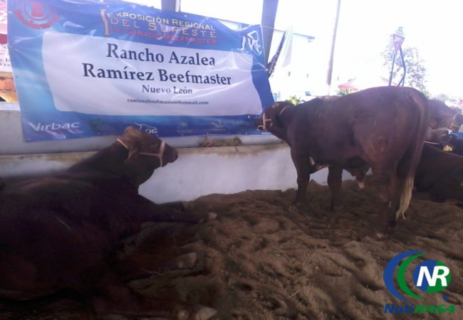 Ganaderos tizimileños se interesan en la raza Beefmaster. Ganaderos tizimileños se interesan en la raza Beefmaster.