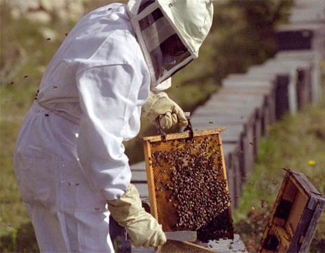 Baja la producción de miel en el 2013 en Yucatán Baja la producción de miel en el 2013 en Yucatán