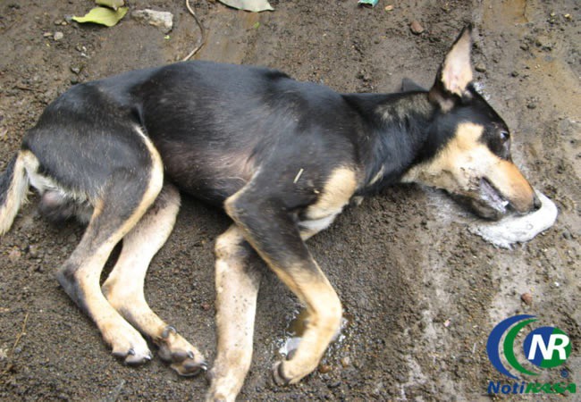 Jurisdicción Sanitaria de Valladolid reprueba envenenamiento de perros callejeros. Jurisdicción Sanitaria de Valladolid reprueba envenenamiento de perros callejeros.