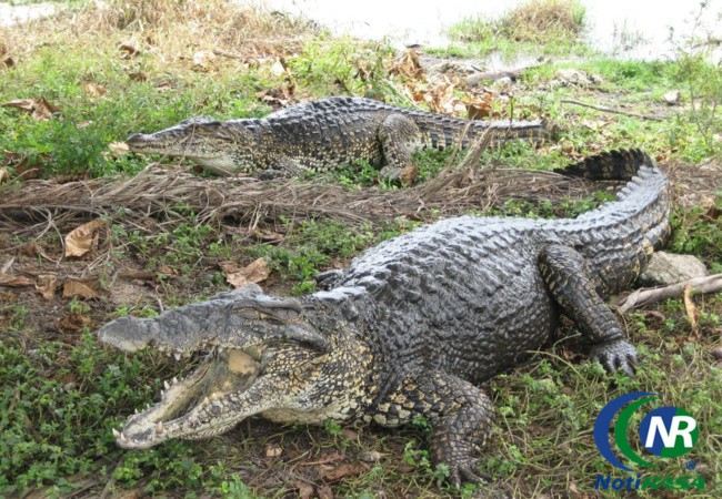 Zoológico de Tizimín dona 10 cocodrilos a la granja ltzam Kanac. Zoológico de Tizimín dona 10 cocodrilos a la granja ltzam Kanac.
