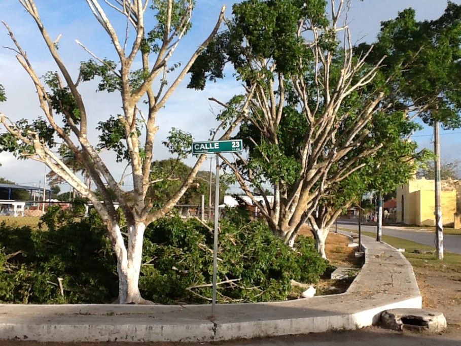 Temen la salvaje tala de una emblemática Ceiba en Chicxulub Pueblo Temen la salvaje tala de una emblemática Ceiba en Chicxulub Pueblo