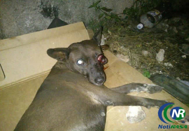 Conmueve atropello de una perrita preñada en Tizimín. Conmueve atropello de una perrita preñada en Tizimín.