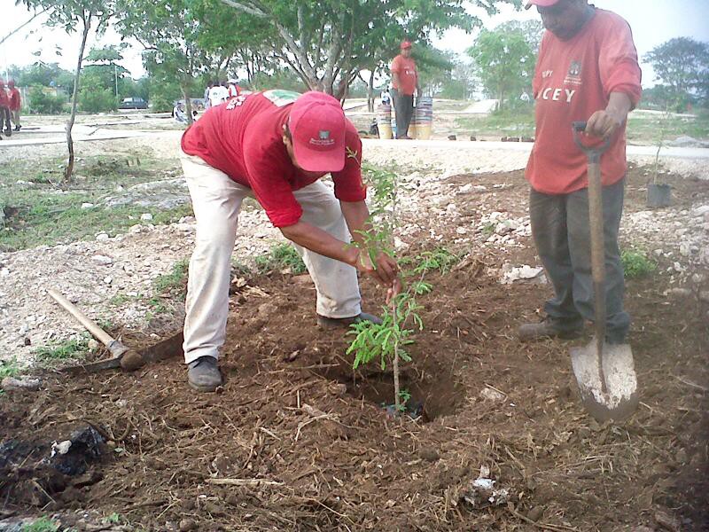 Vecinos del parque paseo verde se unen en jornadas de limpieza Vecinos del parque paseo verde se unen en jornadas de limpieza