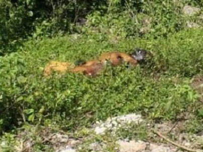 TIZIMIN: Hallan sin vida a viejito extraviado. TIZIMIN: Hallan sin vida a viejito extraviado.