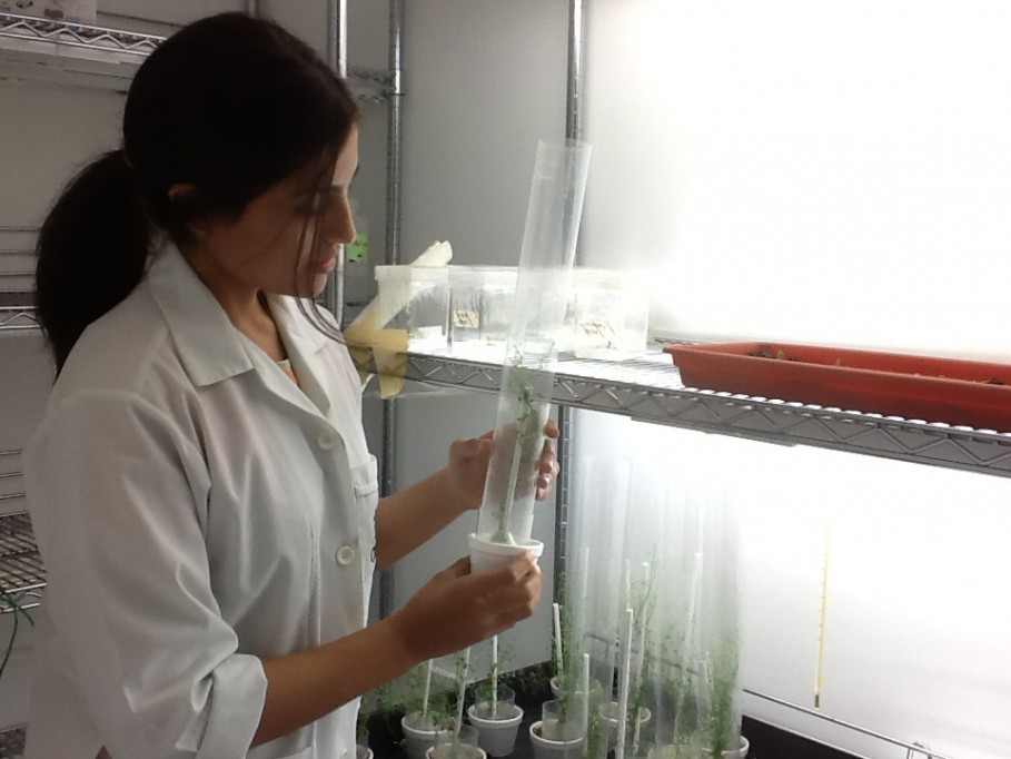 Científica del CICY investiga el efecto de las proteínas en el aspecto de las plantas Científica del CICY investiga el efecto de las proteínas en el aspecto de las plantas