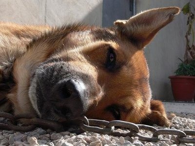 Deja a sus perros encadenados todo el día Deja a sus perros encadenados todo el día