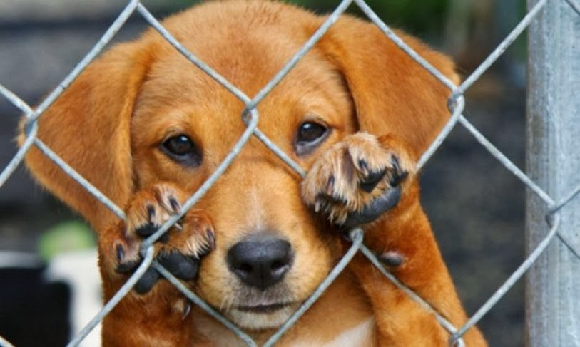 ¿Qué clase de maltrato contra animales se castiga en Yucatán? ¿Qué clase de maltrato contra animales se castiga en Yucatán?