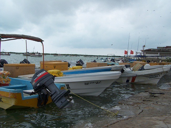 Pepino de mar, ventajas económicas con riesgo de muerte. Pepino de mar, ventajas económicas con riesgo de muerte.