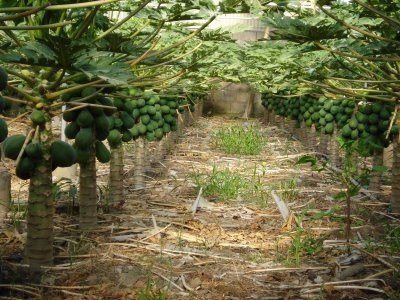 En 30 años los cultivos de papayas disminuyeron de 1,200 a 250 hectáreas En 30 años los cultivos de papayas disminuyeron de 1,200 a 250 hectáreas