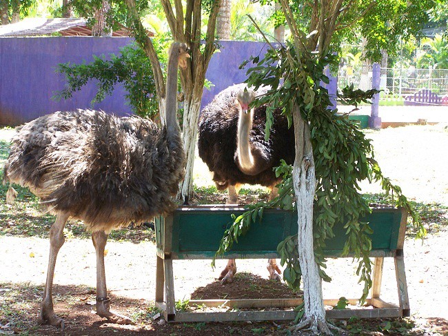Dos leoncillas y un avestruz, nuevos inquilinos en el Zoológico de Tizimín. Dos leoncillas y un avestruz, nuevos inquilinos en el Zoológico de Tizimín.