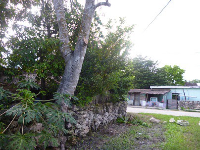 TIZIMIN: Árboles que invaden calles perjudican cablería de varios servicios. TIZIMIN: Árboles que invaden calles perjudican cablería de varios servicios.