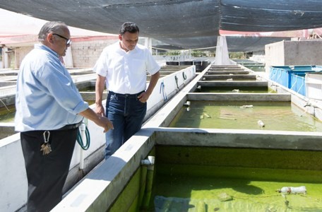 El gobernador Rolando Zapata Bello visita el criadero, ubicado en el municipio de Hunucmá El gobernador Rolando Zapata Bello visita el criadero, ubicado en el municipio de Hunucmá