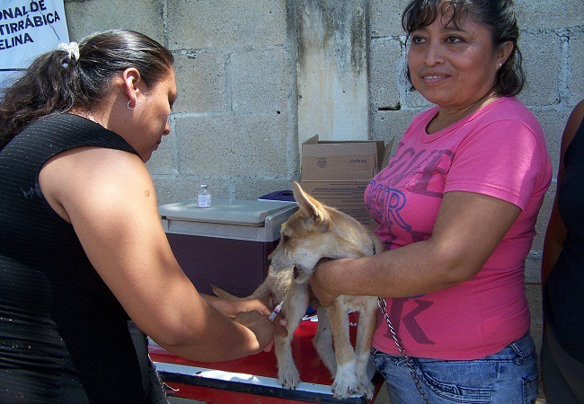 Al iniciar Campaña de Vacunación Antirrábica un perro muerde a una mujer embarazada, en Tizimín. Al iniciar Campaña de Vacunación Antirrábica un perro muerde a una mujer embarazada, en Tizimín.