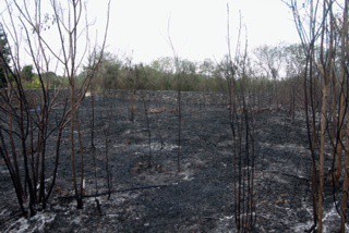 8 incendios se han registrado en Espita en lo que va del mes 8 incendios se han registrado en Espita en lo que va del mes