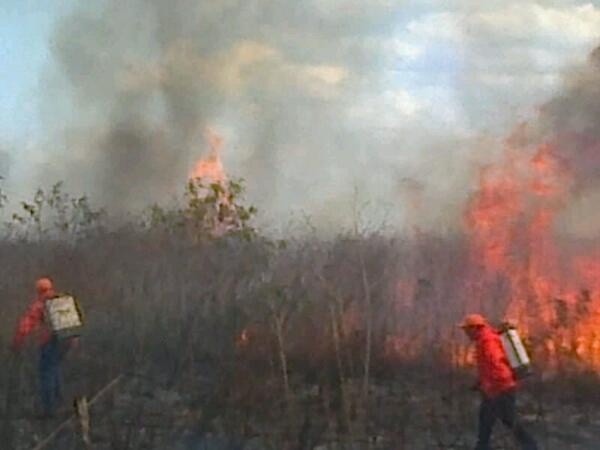 1,258 hectáreas afectadas por el fuego este 2014 1,258 hectáreas afectadas por el fuego este 2014