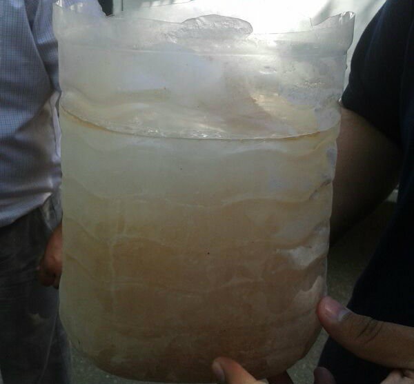 Con paletas de hielo se refrescan los animales en el Centenario Con paletas de hielo se refrescan los animales en el Centenario
