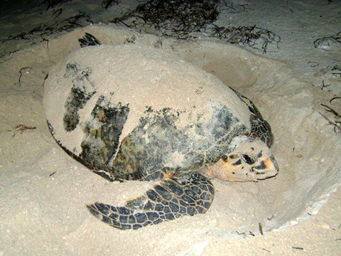 Arena yucateca sin condiciones para desove de tortugas marinas Arena yucateca sin condiciones para desove de tortugas marinas