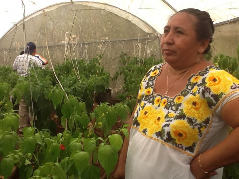 La falta de un terreno amenaza la ampliación de un negocio de mujeres de Cuzamá La falta de un terreno amenaza la ampliación de un negocio de mujeres de Cuzamá