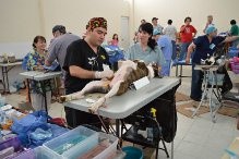 En mayo será la II campaña municipal de esterilización de perros y gatos En mayo será la II campaña municipal de esterilización de perros y gatos