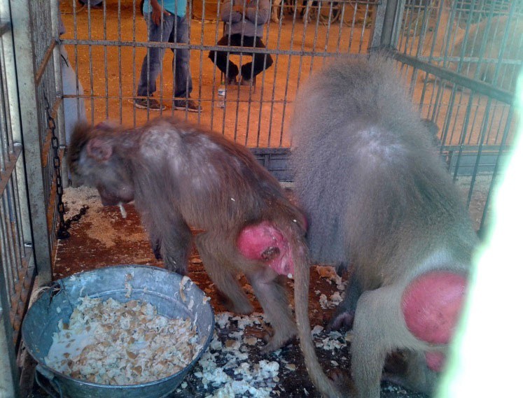 Profepa anuncia el decomiso de animales de un circo; el dueño lo niega Profepa anuncia el decomiso de animales de un circo; el dueño lo niega