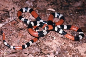La Secretaría de Salud atiende al año unas 75 mordeduras de serpiente La Secretaría de Salud atiende al año unas 75 mordeduras de serpiente
