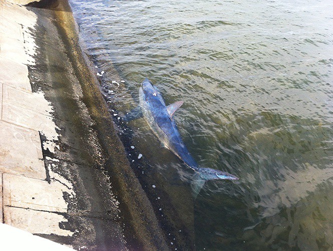 Aparece tiburón azul en Campeche Aparece tiburón azul en Campeche