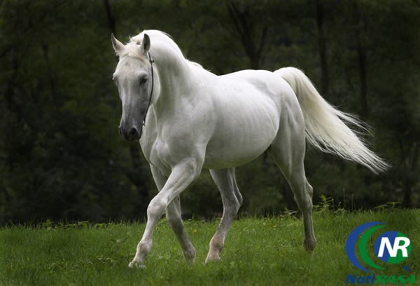 Homenajearán al caballo en Tizimín Homenajearán al caballo en Tizimín