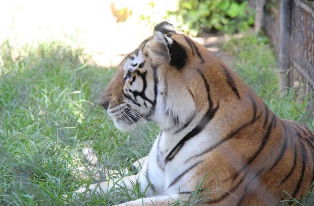 Mérida busca ampliar con intercambios la variedad de la fauna de sus zoológicos Mérida busca ampliar con intercambios la variedad de la fauna de sus zoológicos