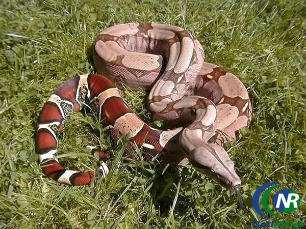 Liberarán una boa en montes de El Cuyo Liberarán una boa en montes de El Cuyo