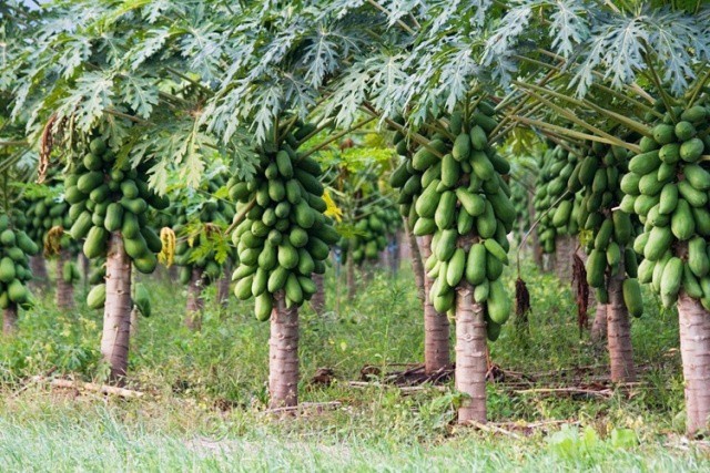 Falta de infraestructura para el manejo de la papaya genera pérdidas de hasta 200 mil pesos semanales Falta de infraestructura para el manejo de la papaya genera pérdidas de hasta 200 mil pesos semanales