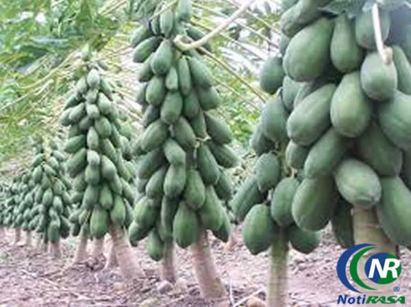 De la ganadería a la agricultura De la ganadería a la agricultura