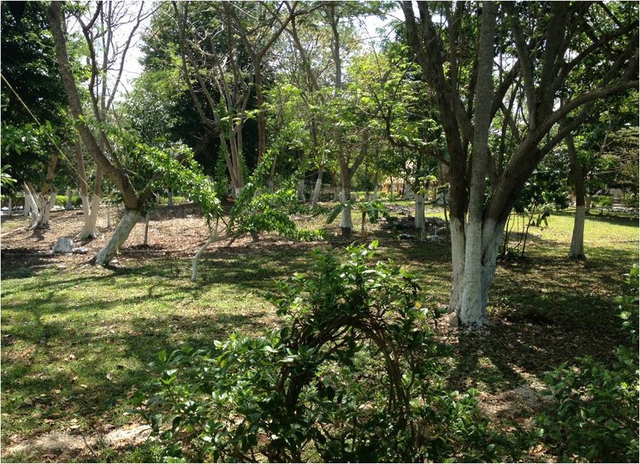 Si se continúa con las deforestaciones en 25 años Yucatán estará en una situación crítica Si se continúa con las deforestaciones en 25 años Yucatán estará en una situación crítica