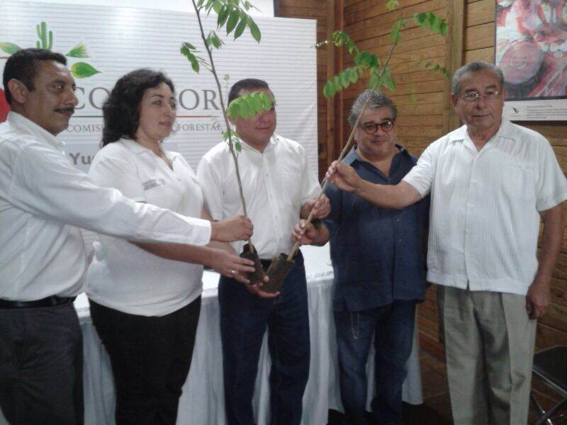 La Comisión Nacional Forestal planea reforestar este año 1,800 hectáreas La Comisión Nacional Forestal planea reforestar este año 1,800 hectáreas