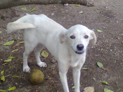 TIZIMIN: Jurisdicción Sanitaria # 2 no cumple con apoyar a un albergue de animales callejeros sin dueño. TIZIMIN: Jurisdicción Sanitaria # 2 no cumple con apoyar a un albergue de animales callejeros sin dueño.