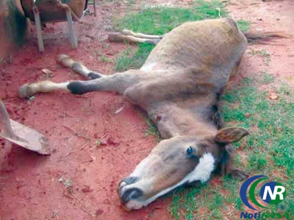 Alerta a productores equinos por anemia infecciosa Alerta a productores equinos por anemia infecciosa