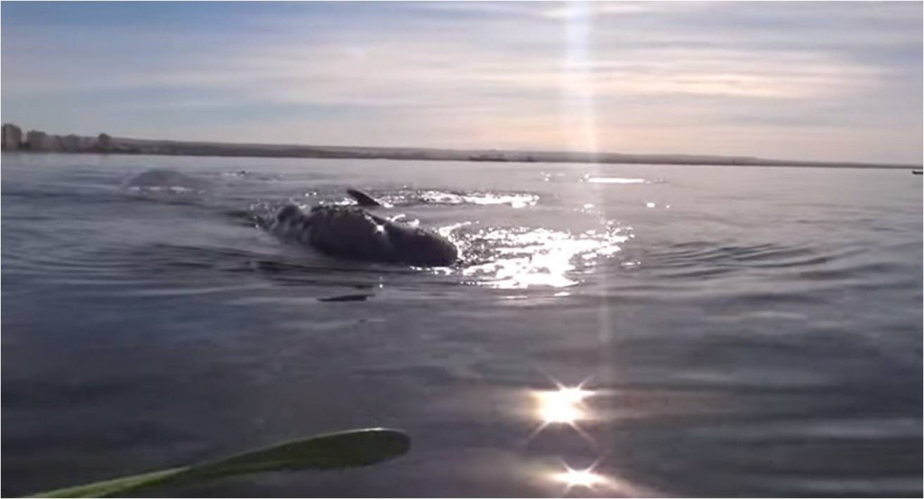 Video viral: una ballena levanta un kayak Video viral: una ballena levanta un kayak