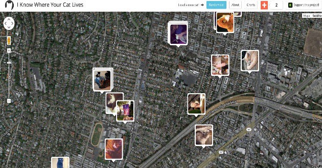 Estudio revela que las fotos de gatos en redes sociales son peligrosas para el usuario Estudio revela que las fotos de gatos en redes sociales son peligrosas para el usuario
