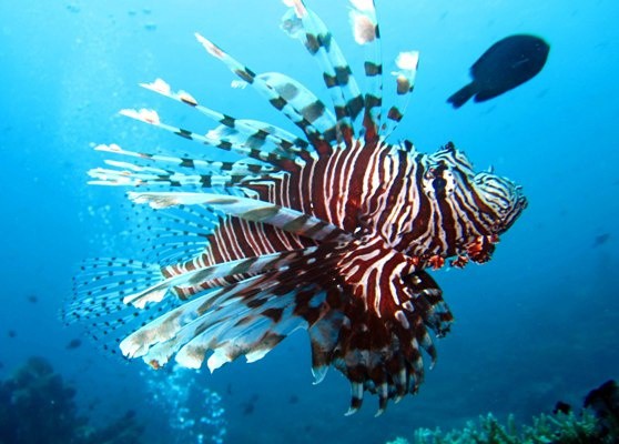 Especies marinas amenazan ecosistemas locales Especies marinas amenazan ecosistemas locales