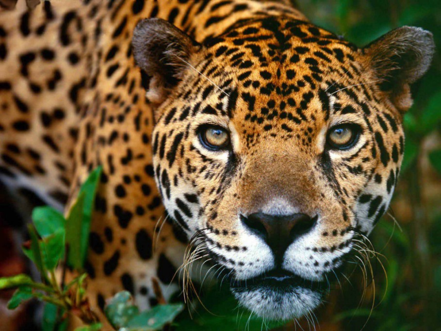 En Yucatán la Profepa ya decomisó más de 500 animales En Yucatán la Profepa ya decomisó más de 500 animales