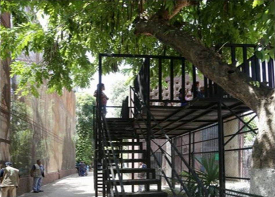 Niños ya pueden alimentar a la jirafa en el nuevo mirador del Centenario Niños ya pueden alimentar a la jirafa en el nuevo mirador del Centenario