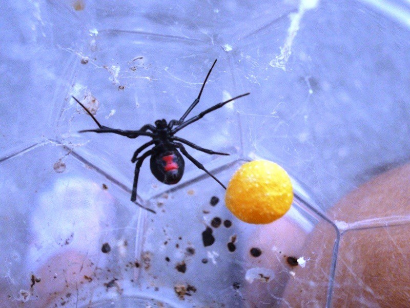 La mordedura de la viuda negra no mata La mordedura de la viuda negra no mata